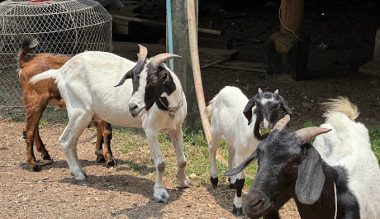 Had-Yao-Goat-Farm-5.jpg